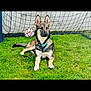 animal, canine, collar, daytime, dog, fence, field, german_shepherd, grass, nature, outdoor, pet, playful, puppy, resting, soccer_ball, soccer_goal, sport, summer, young_dog