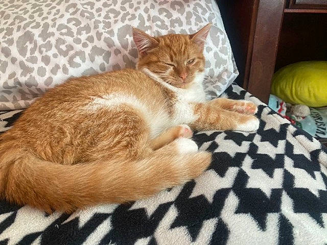 Cloudberry joined the competition — help win amazing prizes! ball, carnivore, cat, claw, comfort, domestic_short_haired_cat, fawn, felidae, flooring, foot, fur, linens, paw, room, small_to_medium_sized_cats, sports_equipment, tail, textile, whiskers, wood