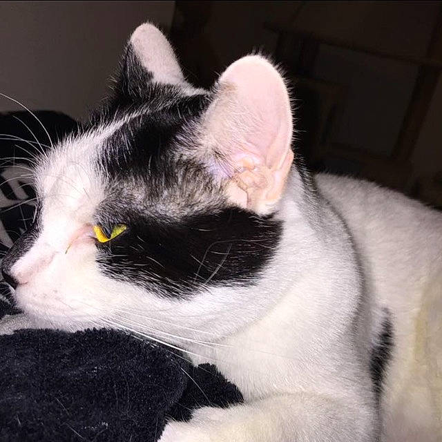 Panda joined the competition — help win amazing prizes! carnivore, cat, claw, comfort, domestic_short_haired_cat, felidae, fur, monochrome_photography, paw, small_to_medium_sized_cats, snout, tail, whiskers