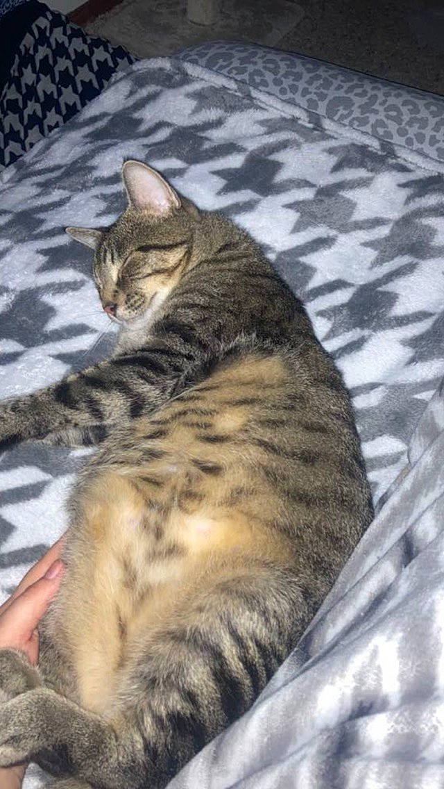 Neelixe is registered to the contest to win money with this photo: carnivore, cat, claw, comfort, domestic_short_haired_cat, felidae, flooring, fur, pattern, paw, prayer_rug, sitting, small_to_medium_sized_cats, snout, tail, terrestrial_animal, whiskers