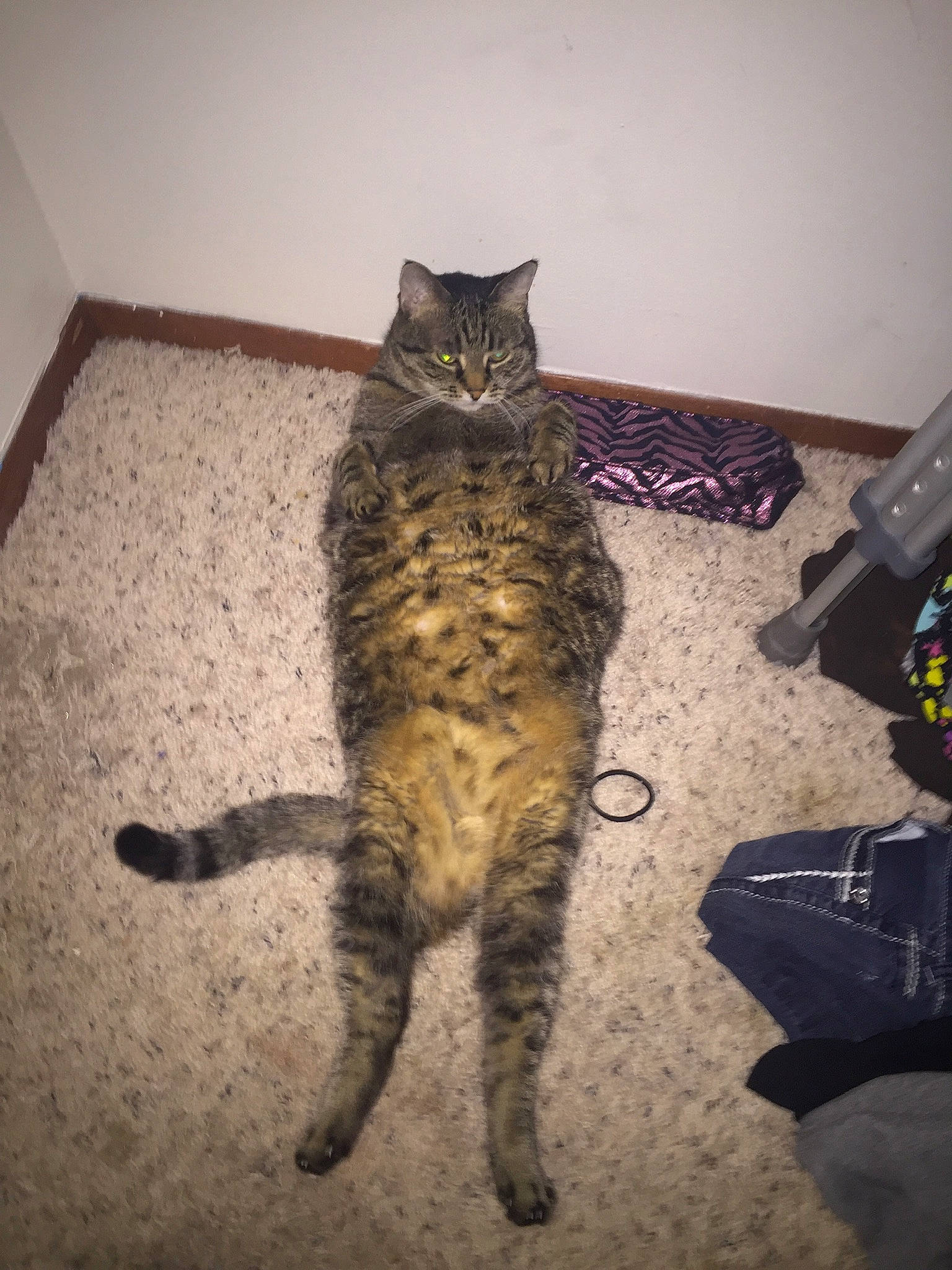 Queenie joined the competition — help win amazing prizes! carnivore, cat, chair, claw, domestic_short_haired_cat, door, eye, felidae, flooring, fur, lap, paw, sitting, small_to_medium_sized_cats, snout, tail, terrestrial_animal, whiskers, wood