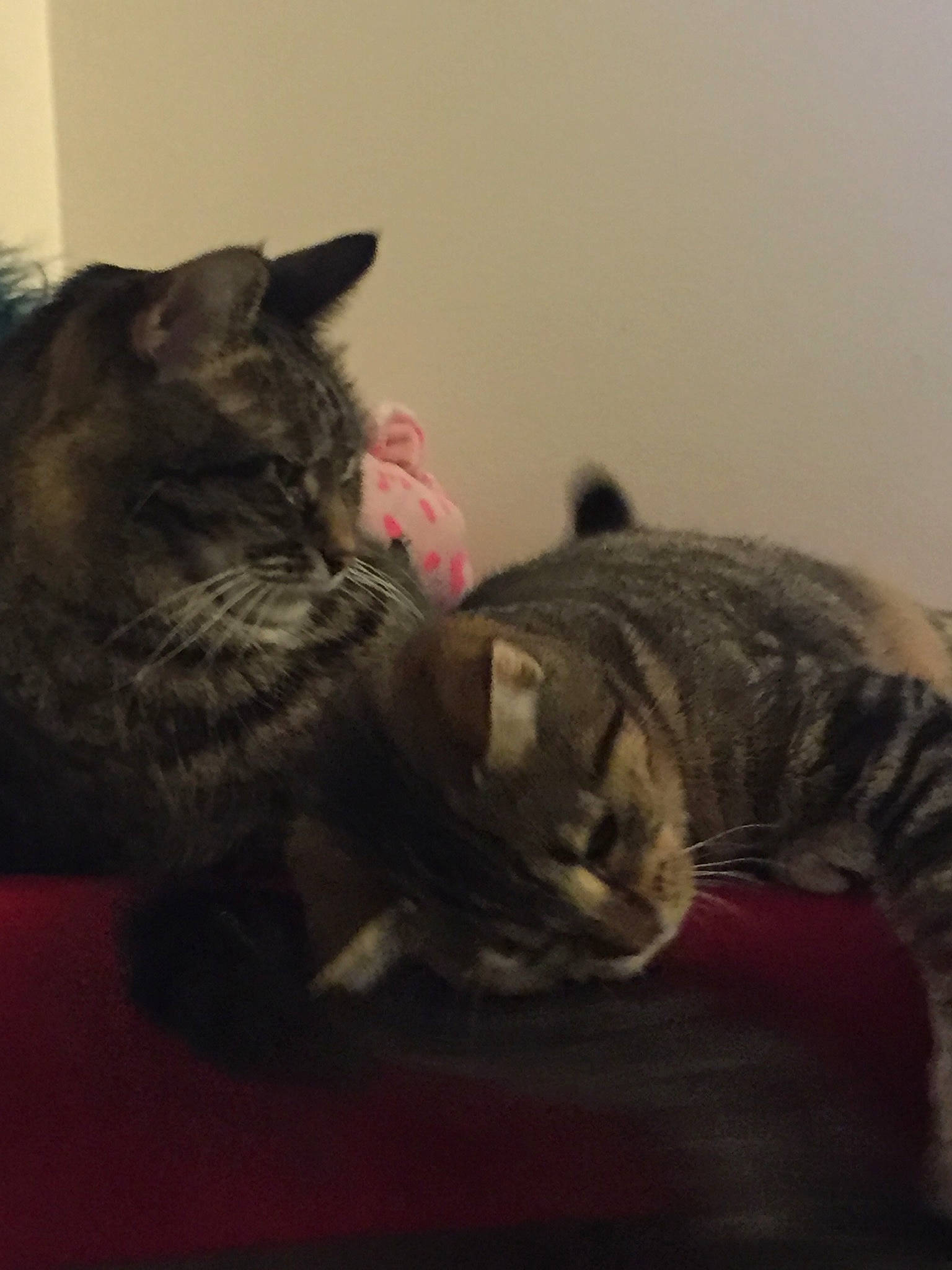 Queenie is registered to the contest to win money with this photo: black_cat, carnivore, cat, claw, comfort, darkness, domestic_short_haired_cat, ear, felidae, fur, grey, paw, room, sitting, small_to_medium_sized_cats, snout, tail, whiskers