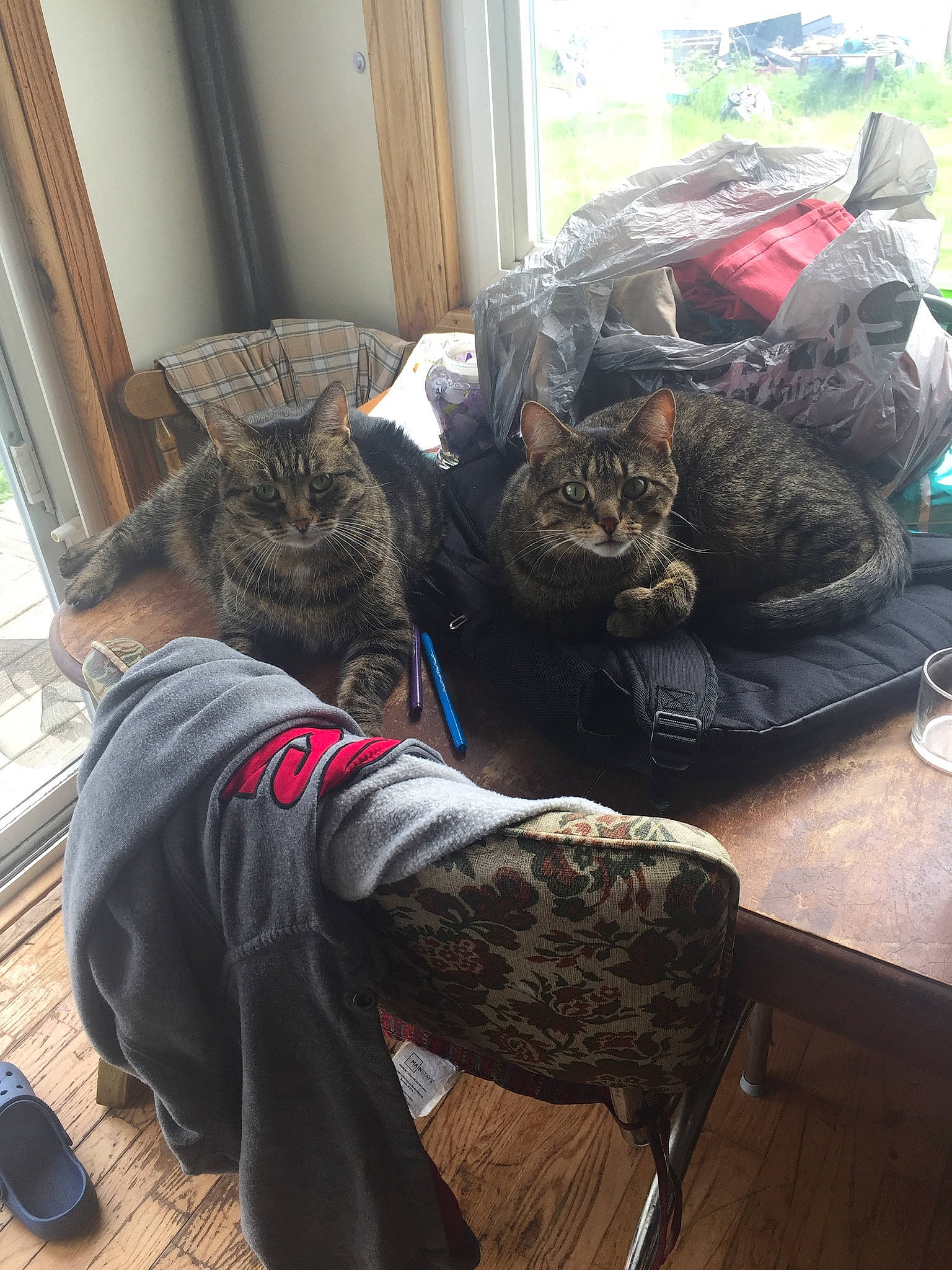 Queenie is registered to the contest to win money with this photo: bag, carnivore, cat, comfort, domestic_short_haired_cat, felidae, flooring, fur, grey, linens, luggage_and_bags, nap, room, sitting, small_to_medium_sized_cats, sporting_group, tail, whiskers, window, wood