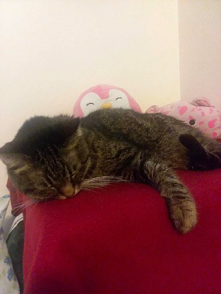 Queenie is registered to the contest to win money with this photo: carnivore, cat, claw, comfort, domestic_short_haired_cat, felidae, flooring, fur, grey, linens, nap, paw, room, sleep, small_to_medium_sized_cats, snout, tail, terrestrial_animal, toy, whiskers