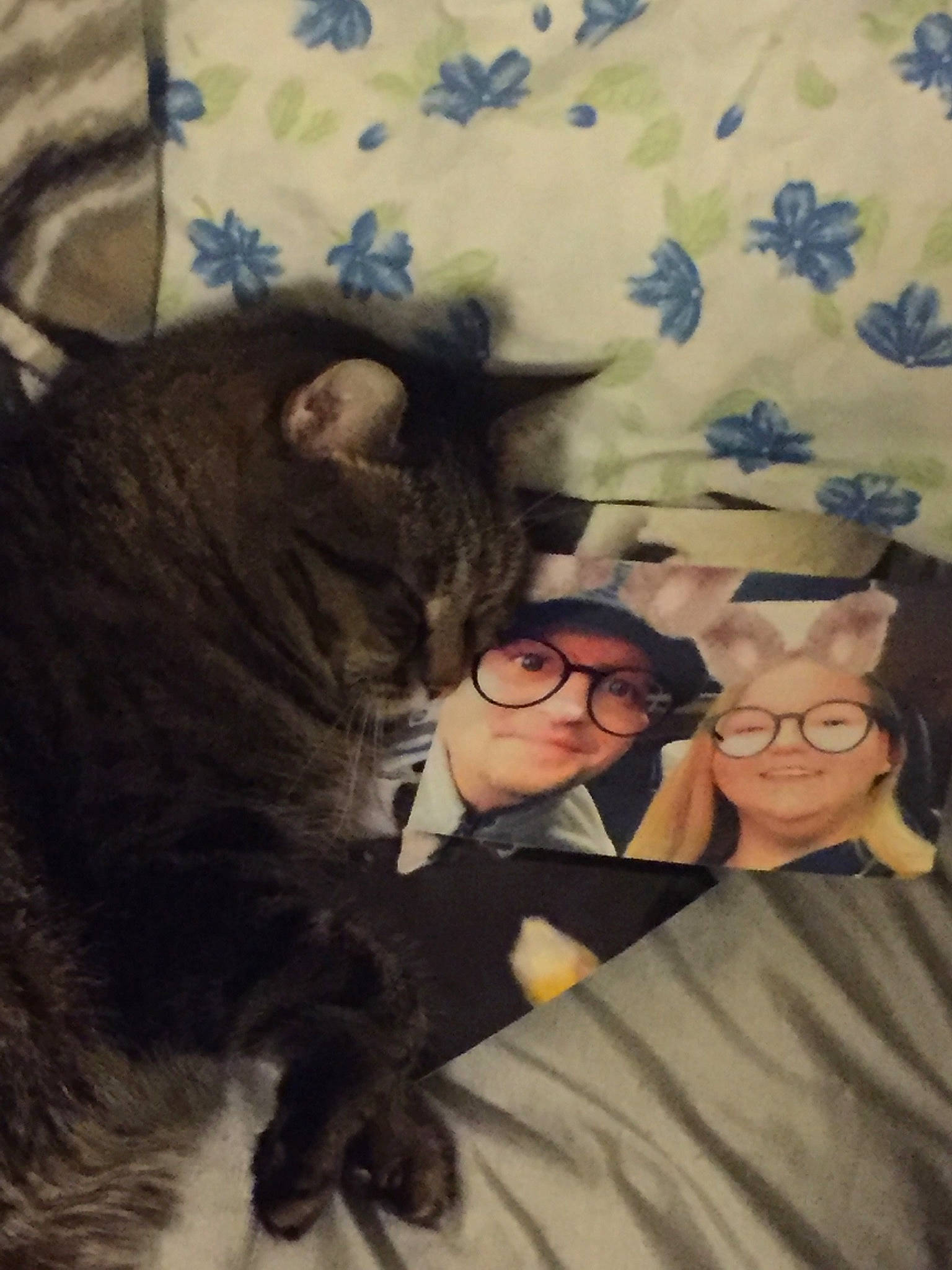 Queenie joined the competition — help win amazing prizes! carnivore, cat, comfort, domestic_short_haired_cat, event, eyewear, felidae, fun, fur, gesture, glasses, hug, nap, selfie, sitting, small_to_medium_sized_cats, smile, tail, vision_care, whiskers