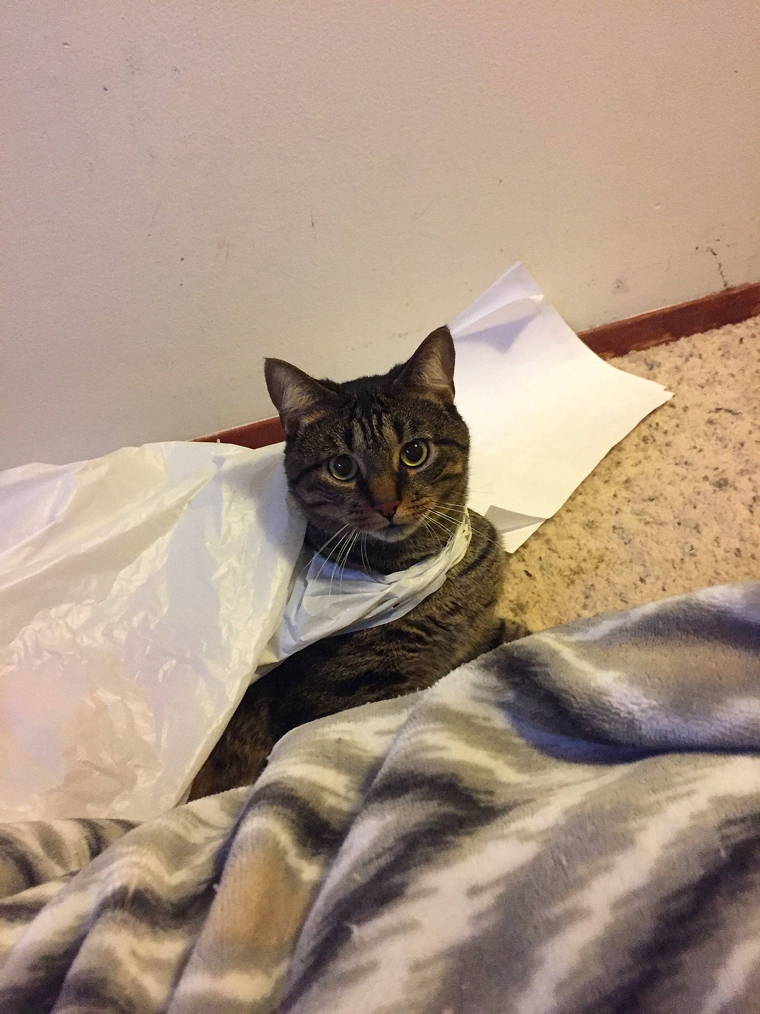 Mittens is registered to the contest to win money with this photo: bag, bed, bed_sheet, bedding, black_cat, blanket, carnivore, cat, comfort, domestic_short_haired_cat, fawn, felidae, fur, linens, pattern, sleeve, small_to_medium_sized_cats, t_shirt, terrestrial_animal, whiskers