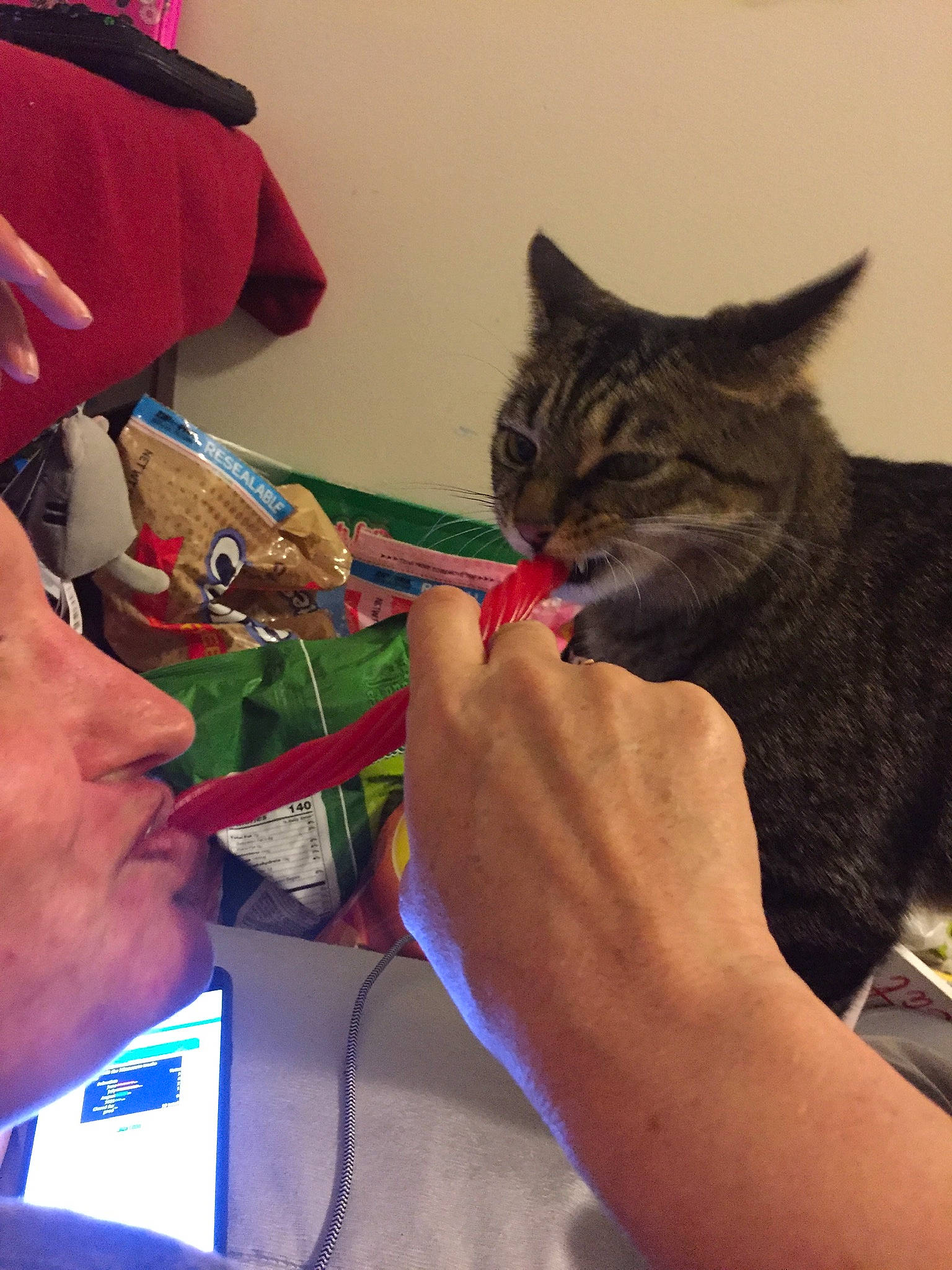 Mittens joined the competition — help win amazing prizes! art, artist, carnivore, cat, child, claw, domestic_short_haired_cat, eyewear, felidae, finger, fur, gesture, hand, nail, small_to_medium_sized_cats, t_shirt, thumb, whiskers, wire, wrist