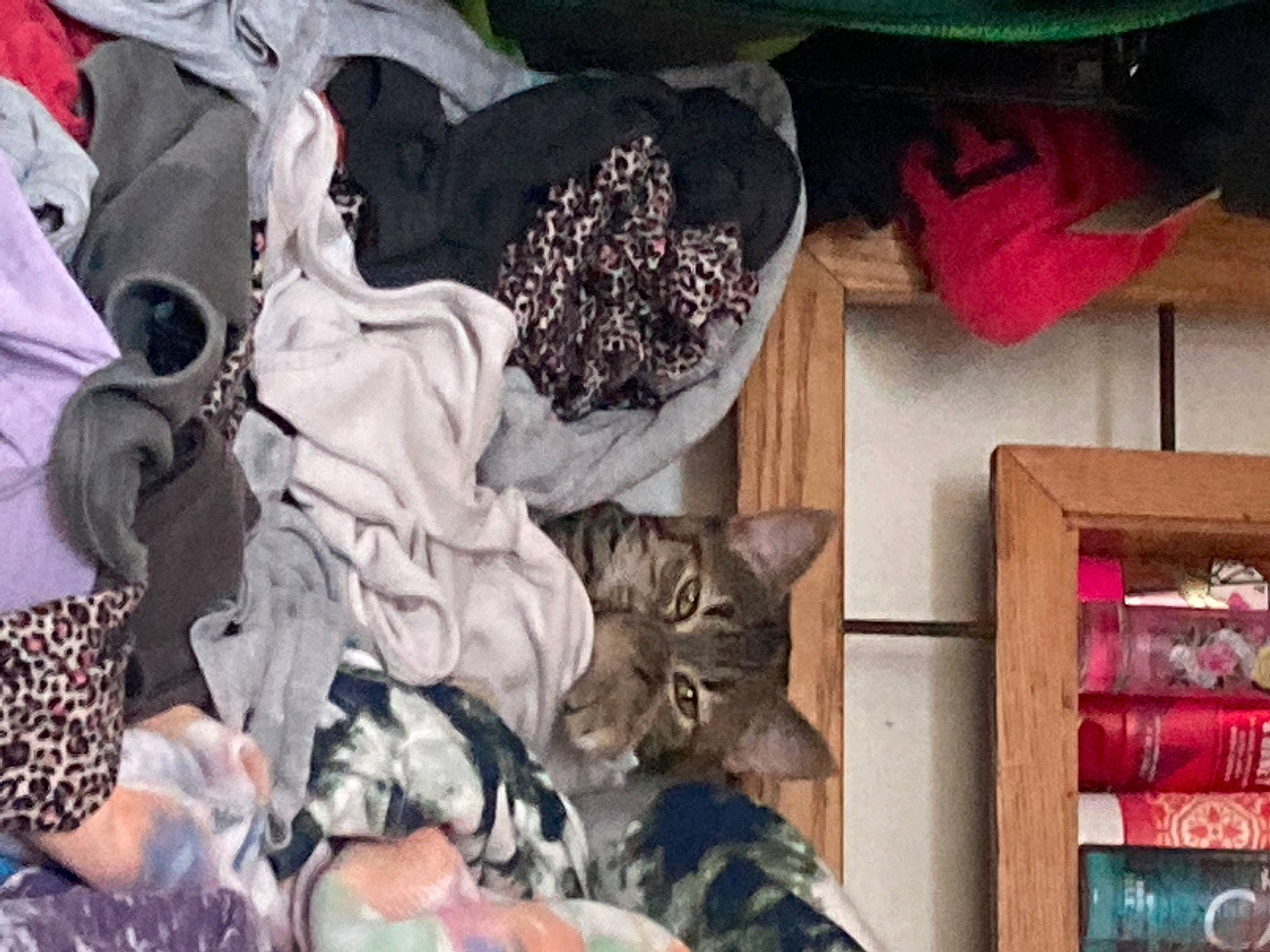 Ella is registered to the contest to win money with this photo: bag, carmine, carnivore, cat, collection, domestic_short_haired_cat, fashion_accessory, felidae, fur, hat, linens, pattern, room, shelf, shelving, small_to_medium_sized_cats, t_shirt, textile, whiskers, wood
