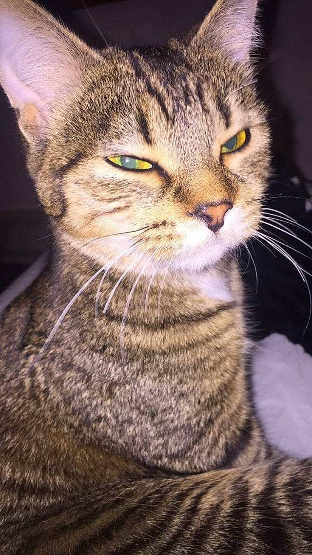 Tigress joined the competition — help win amazing prizes! carnivore, cat, close_up, domestic_short_haired_cat, felidae, fur, grass, small_to_medium_sized_cats, snout, terrestrial_animal, whiskers, wildlife