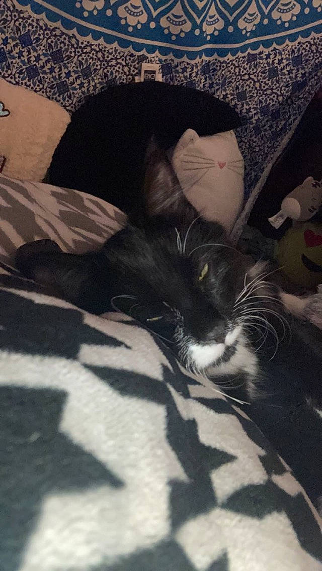 Fluff is registered to the contest to win money with this photo: bedding, carnivore, cat, cloud, comfort, domestic_short_haired_cat, felidae, flooring, fur, grass, grey, human_leg, linens, monochrome_photography, shadow, sitting, small_to_medium_sized_cats, tail, tints_and_shades, whiskers