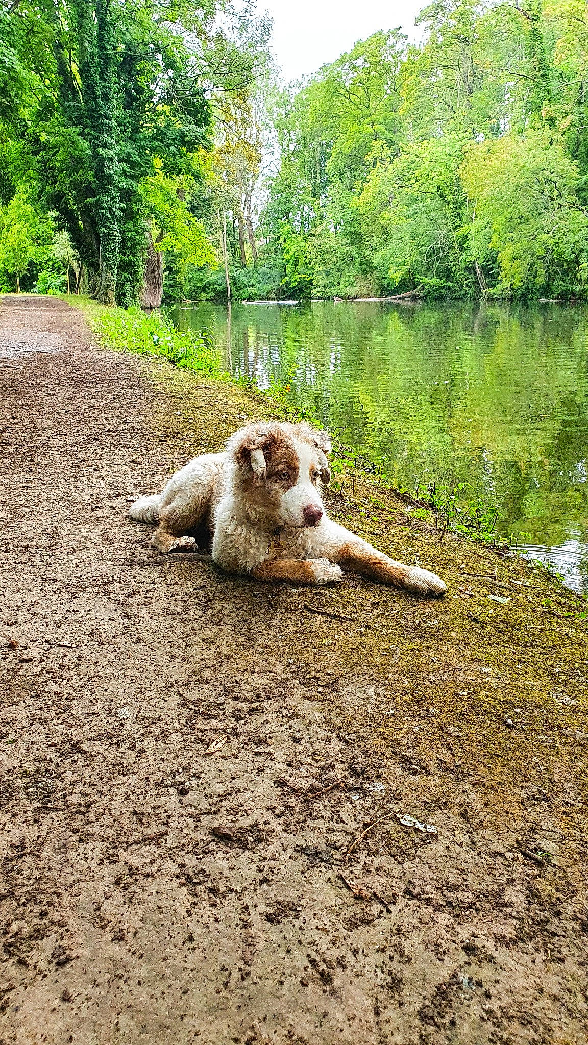 Rubis participe au concours pour gagner de l'argent avec cette photo : bank, canidae, carnivore, dog, dog_breed, fawn, forest, river, sporting_group, stream, watercourse