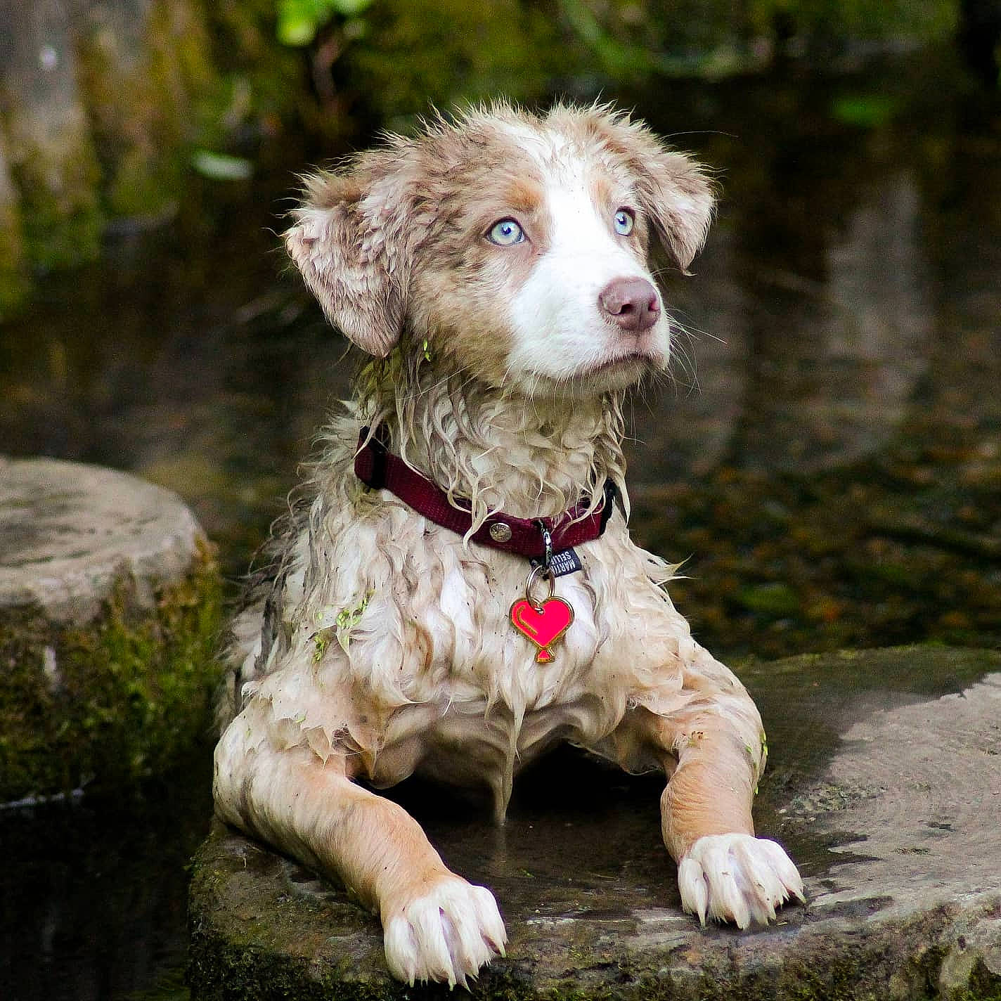 Rubis a rejoint le concours — aidez-le/la à gagner de superbes lots ! canidae, carnivore, companion_dog, dog, dog_breed, hunting_dog, mammal, rare_breed_dog, spaniel, sporting_group, vertebrate