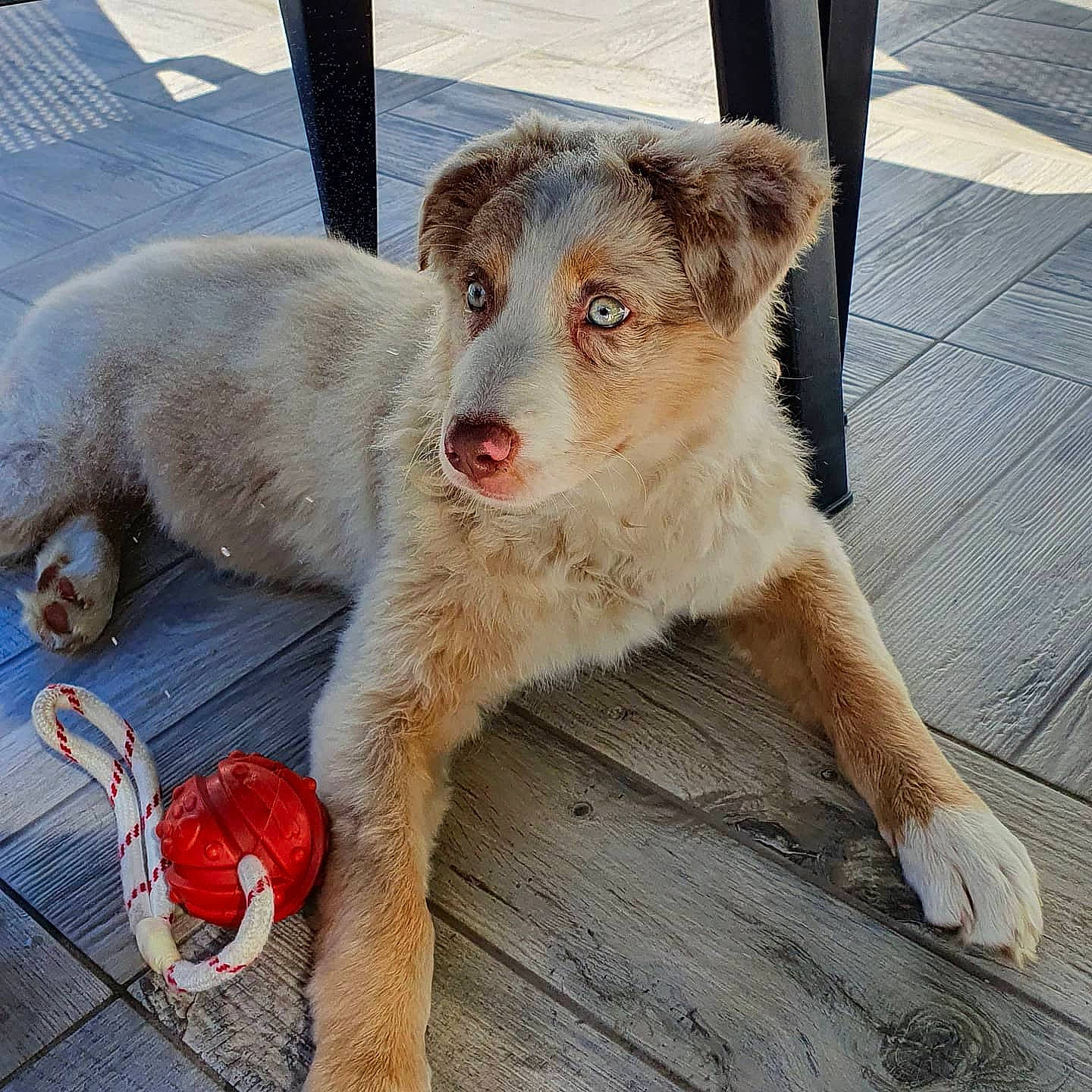 Rubis participe au concours pour gagner de l'argent avec cette photo : australian_shepherd, basque_shepherd_dog, border_collie, canidae, carnivore, companion_dog, dog, dog_breed, fawn, koolie, mammal, puppy, snout, sporting_group, street_dog, working_dog