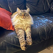 Rio a rejoint le concours — aidez-le/la à gagner de superbes lots ! animal, cat, comfort, cozy, cute, feline, fluffy, fur, home, indoor, leather_couch, long_hair, orange_pillow, pet, relaxed, resting, soft, stretching, tabby, whiskers