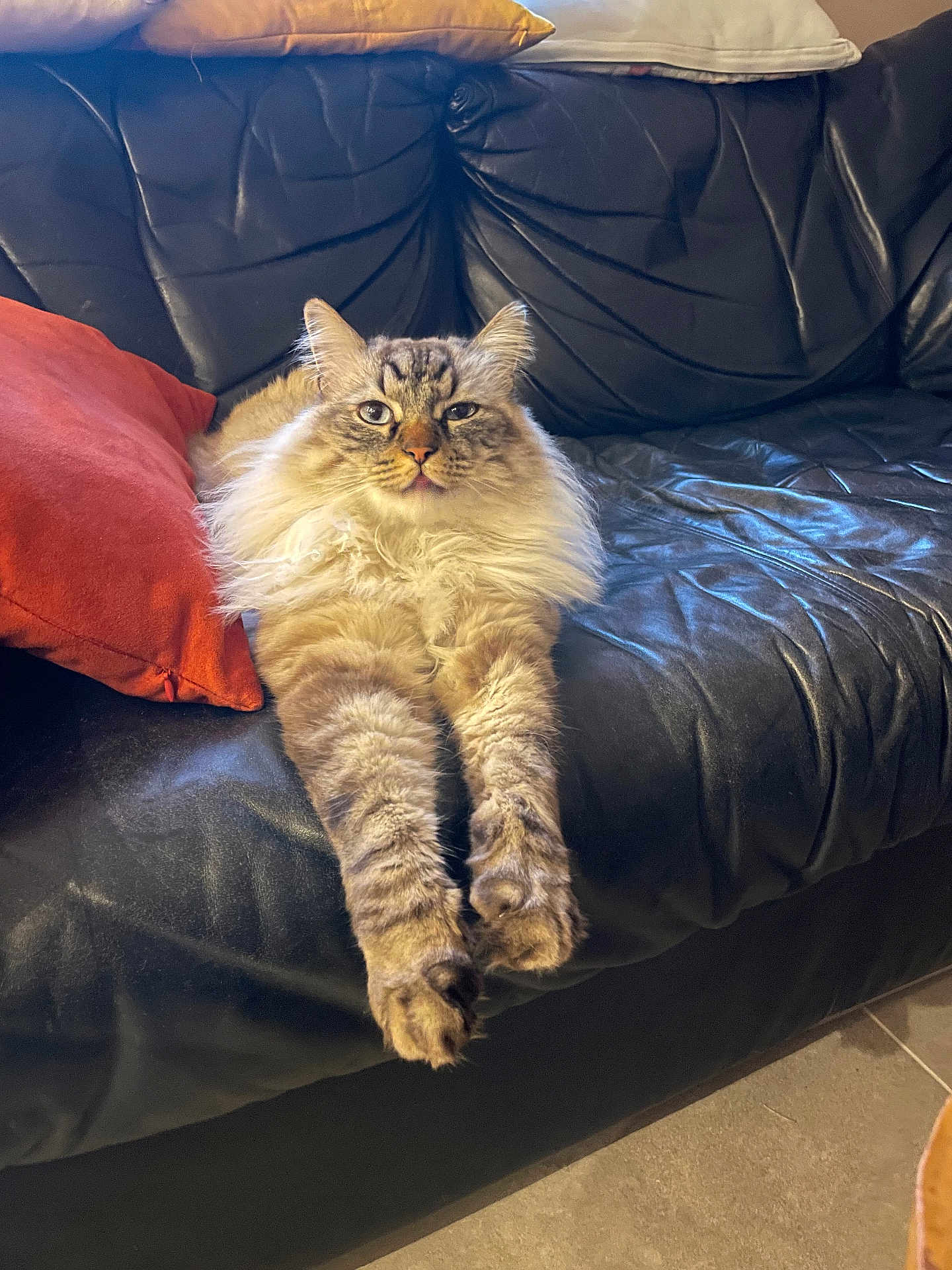Rio a rejoint le concours — aidez-le/la à gagner de superbes lots ! animal, cat, comfort, cozy, cute, feline, fluffy, fur, home, indoor, leather_couch, long_hair, orange_pillow, pet, relaxed, resting, soft, stretching, tabby, whiskers