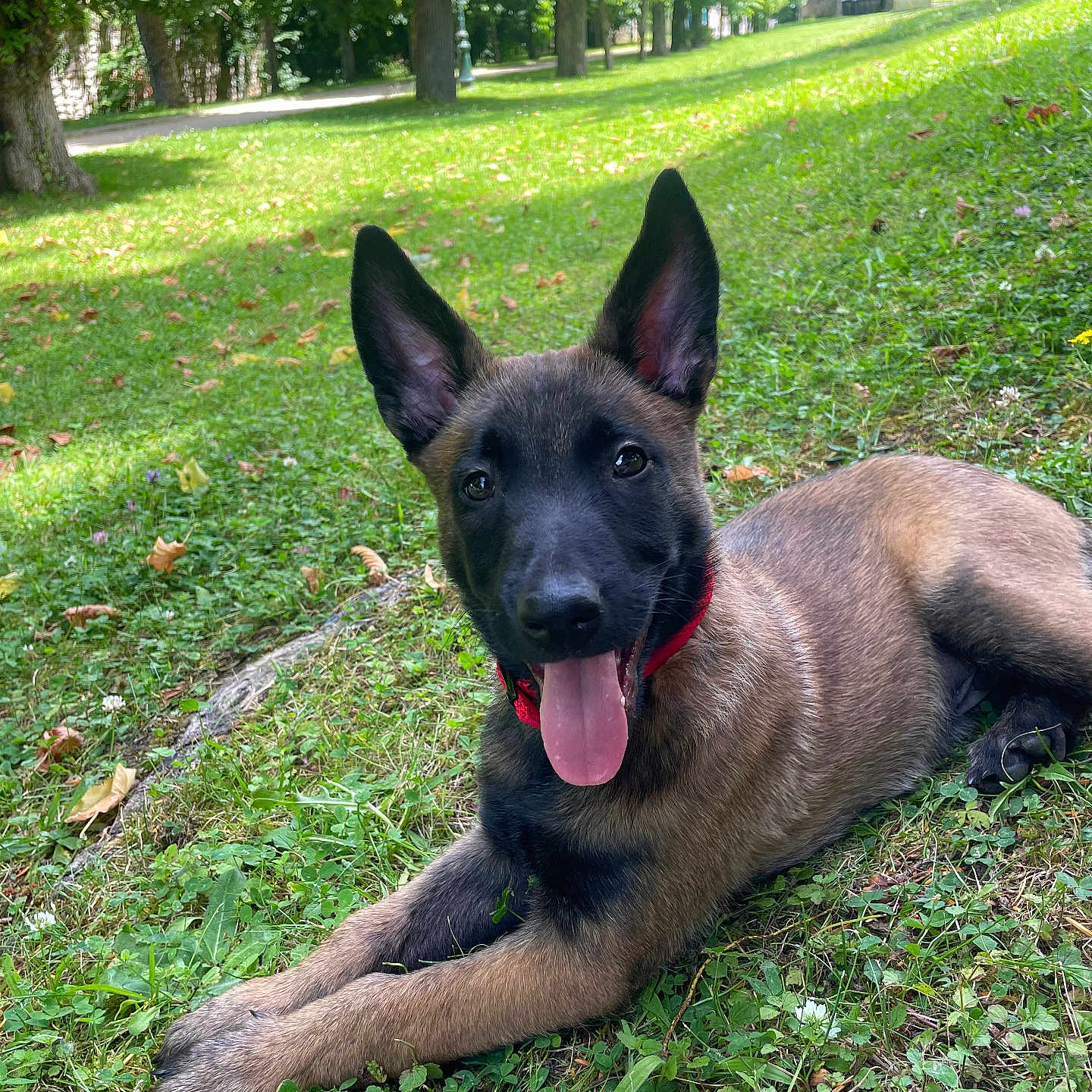 Whisky participe au concours pour gagner de l'argent avec cette photo : animal, canine, dog, field, firehydrant, germanshepherd, grass, grassland, hydrant, lawn, nature, outdoors, park, pet, plant, policedog, puppy, tree, vegetation, yard