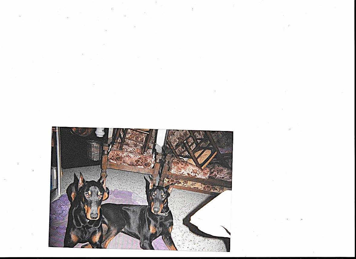 Dobé Et Nelson a rejoint le concours — aidez-le/la à gagner de superbes lots ! doberman, dog, indoor, floor, furniture, chair, patterned, two_animals, pet, animal, lying_down, domestic_animal, canine, black_and_tan, resting, collar, household, room, companion, friend