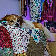 Kipper is registered to the contest to win money with this photo: dog, indoor, quilt, patchwork, mosaic, lamp, decor, blanket, resting, furniture, cozy, colorful, face, animal, pet, tail, portrait, relaxed, home, photo_frame