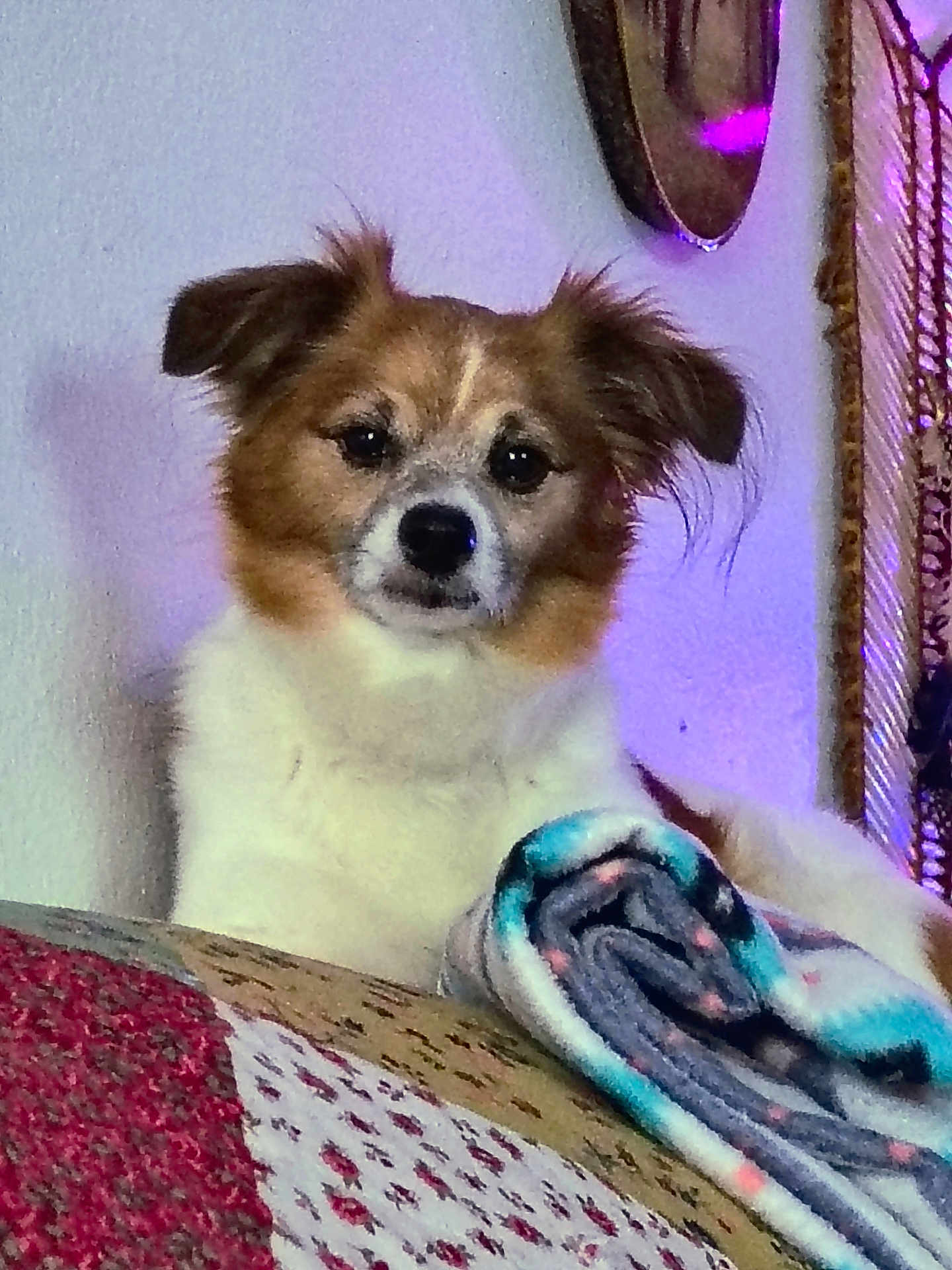 Kipper joined the competition — help win amazing prizes! dog, pet, indoor, blanket, quilt, fur, ears, face, animal, cozy, resting, home, wall, decor, purple_light, snout, cute, companion, relaxed, portrait