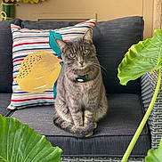 Pismo joined the competition — help win amazing prizes! cat, closeup, cozy, curious, cushion, feline, furniture, green_eyes, green_leaves, home_decor, indoor, lemon_design, pet, plant, portrait, relaxed, sitting, striped_pillow, tabby_cat, wicker_couch