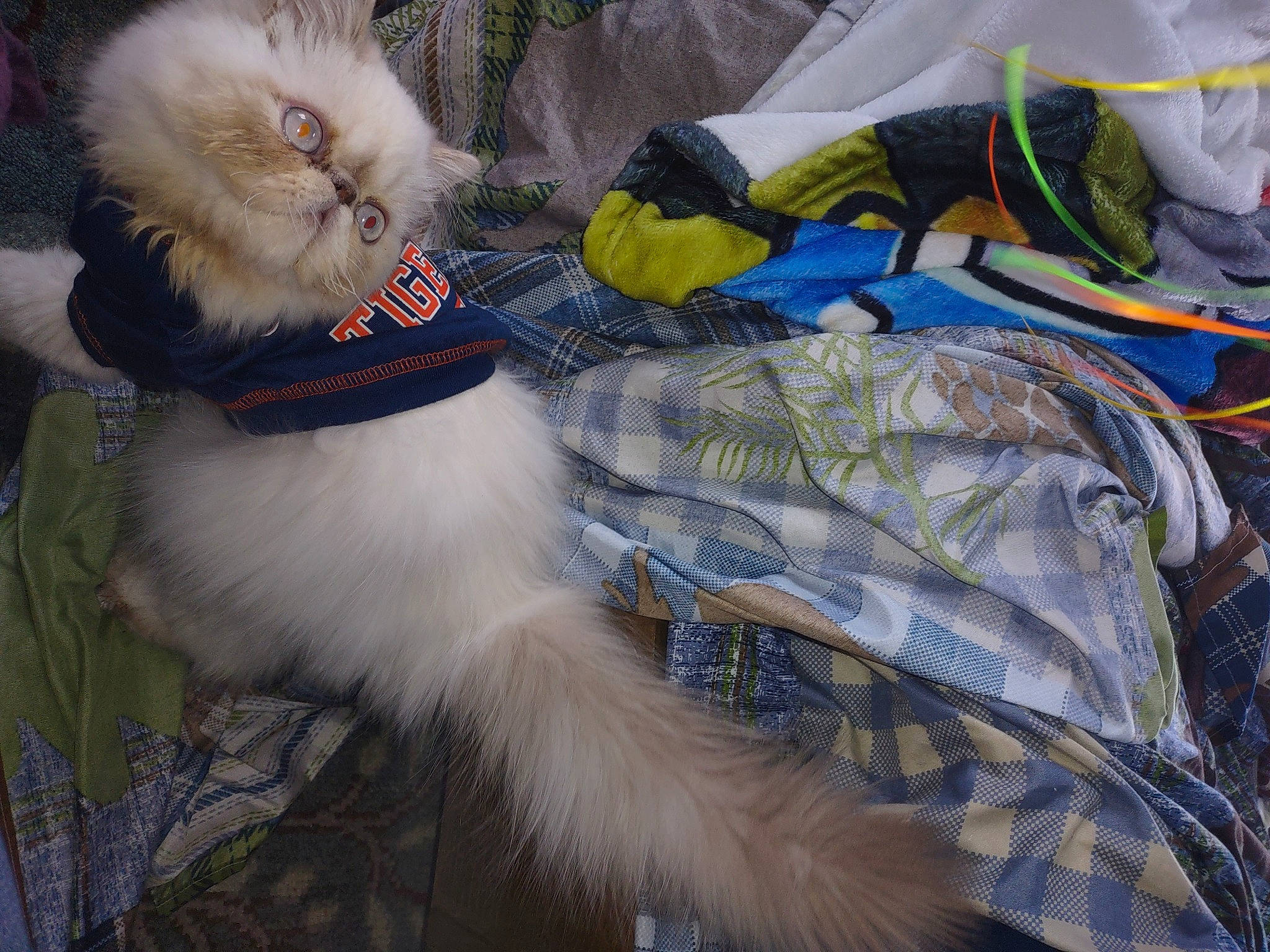 Homer is registered to the contest to win money with this photo: bow_tie, carnivore, cat, claw, companion_dog, dog_breed, electric_blue, eyewear, fashion_accessory, feather, felidae, fur, hat, pattern, paw, small_to_medium_sized_cats, tail, whiskers