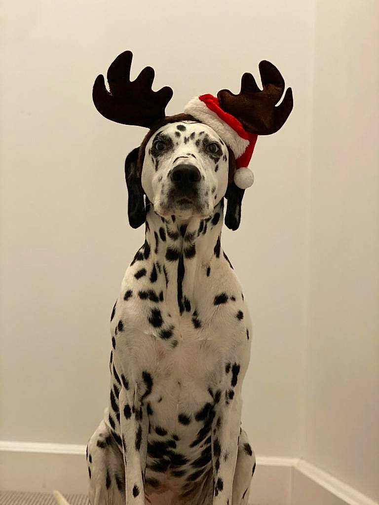 Bella joined the competition — help win amazing prizes! canidae, carnivore, companion_dog, dalmatian, dog, dog_breed, fur, non_sporting_group, snout, sporting_group, terrestrial_animal, whiskers, working_animal, working_dog