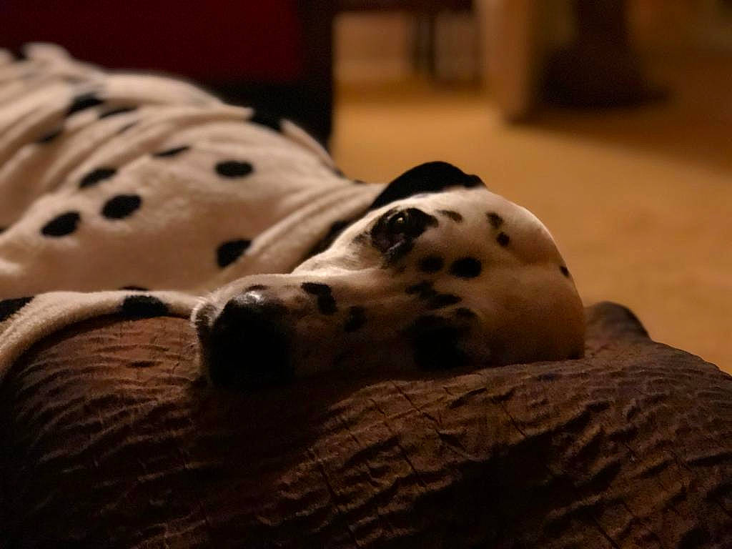 Bella is registered to the contest to win money with this photo: carnivore, comfort, companion_dog, dog_breed, fawn, fur, nap, non_sporting_group, organism, paw, rock, snout, terrestrial_animal, whiskers, wildlife, wood, working_animal