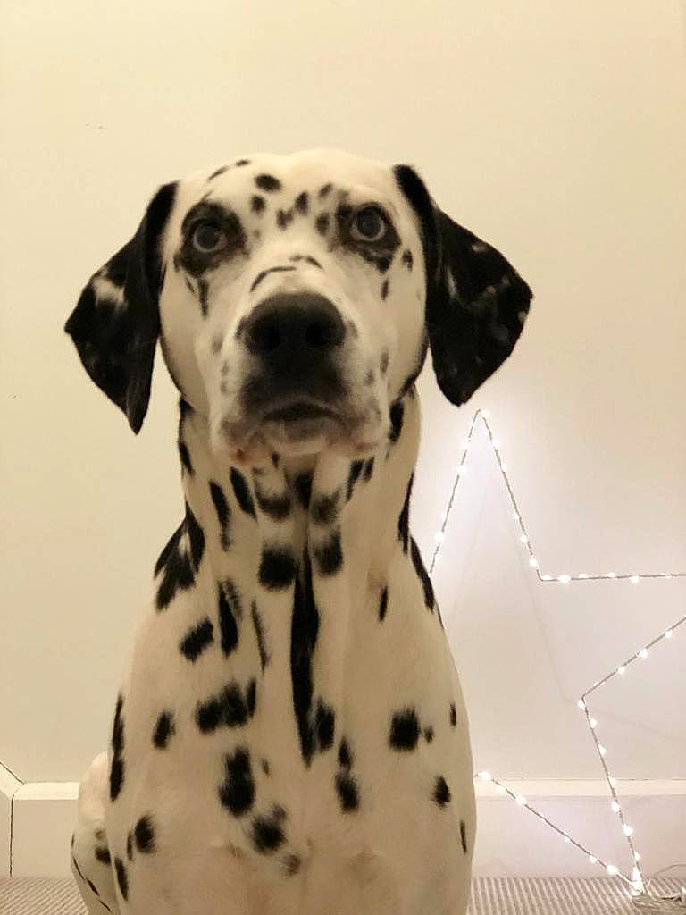 Bella is registered to the contest to win money with this photo: canidae, carnivore, companion_dog, dalmatian, dog, dog_breed, monochrome, monochrome_photography, non_sporting_group, pattern, snout, sporting_group, terrestrial_animal, whiskers, working_animal