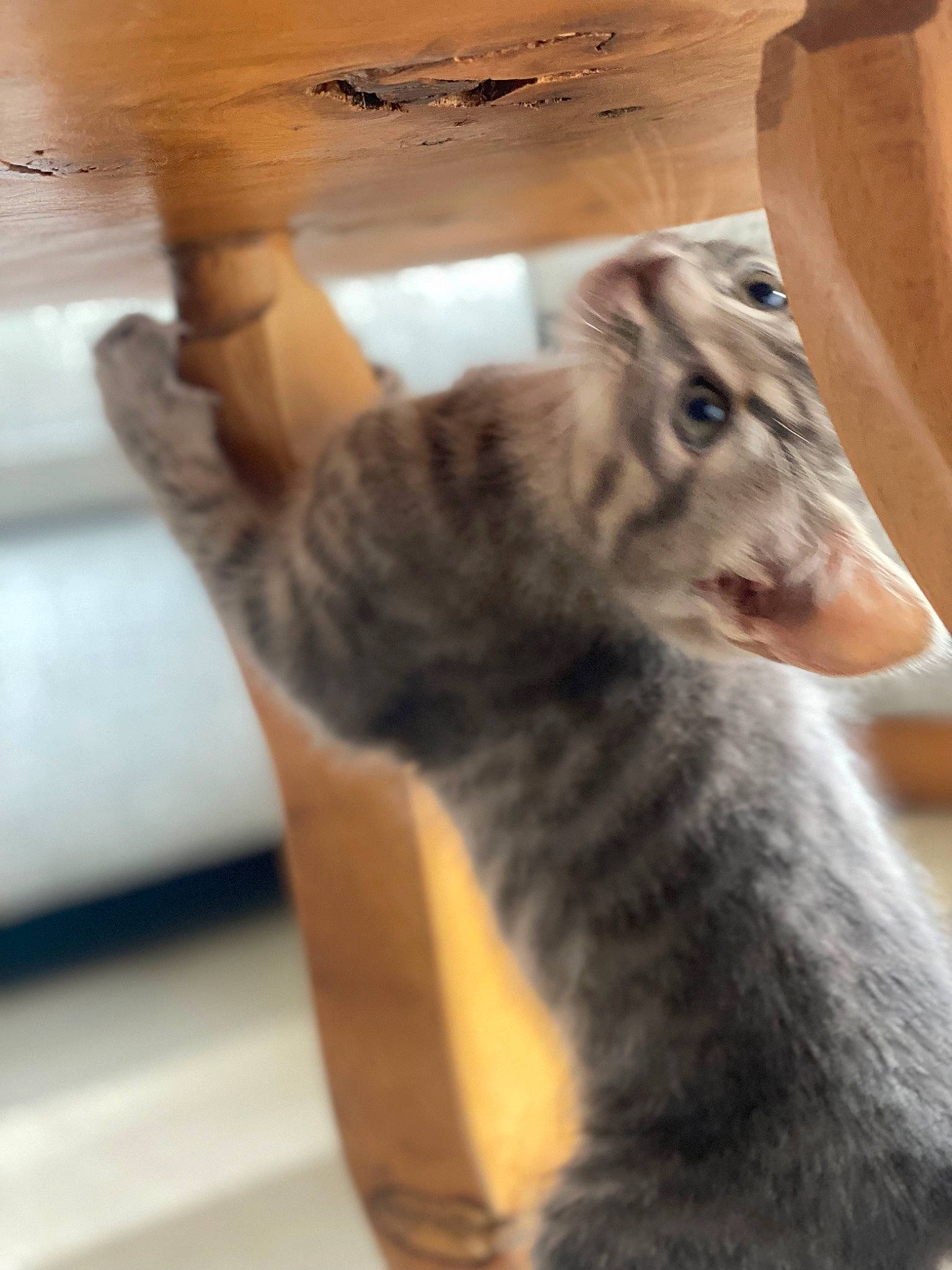 Betty joined the competition — help win amazing prizes! art, big_cats, carnivore, cat, claw, domestic_short_haired_cat, felidae, fur, leopard, paw, small_to_medium_sized_cats, snout, snow_leopard, tail, terrestrial_animal, whiskers, wildlife, wood