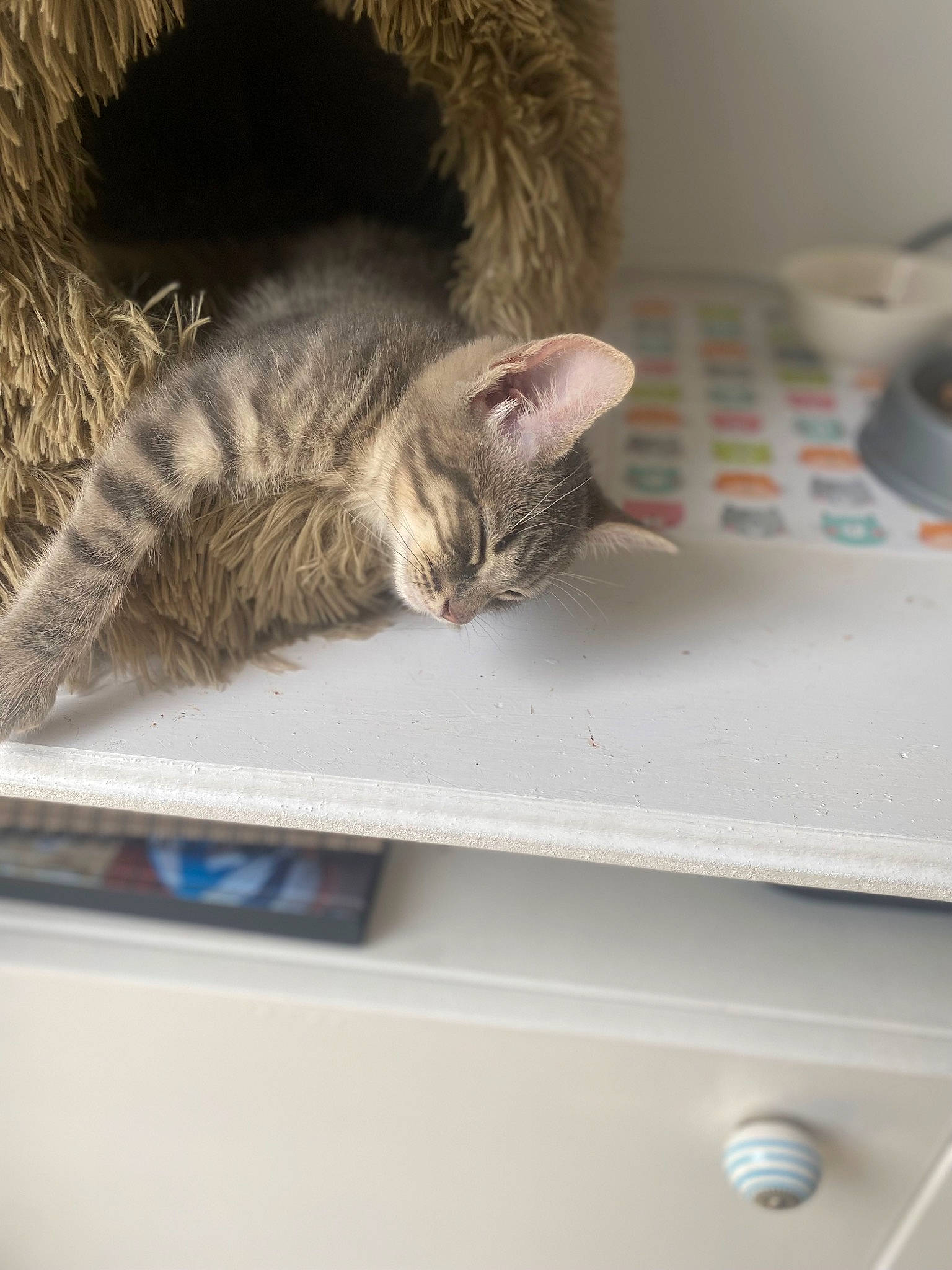 Betty joined the competition — help win amazing prizes! cabinetry, carnivore, cat, comfort, domestic_short_haired_cat, drawer, felidae, fur, grey, hardwood, nap, paw, plant, room, small_to_medium_sized_cats, tail, tree, whiskers, wood