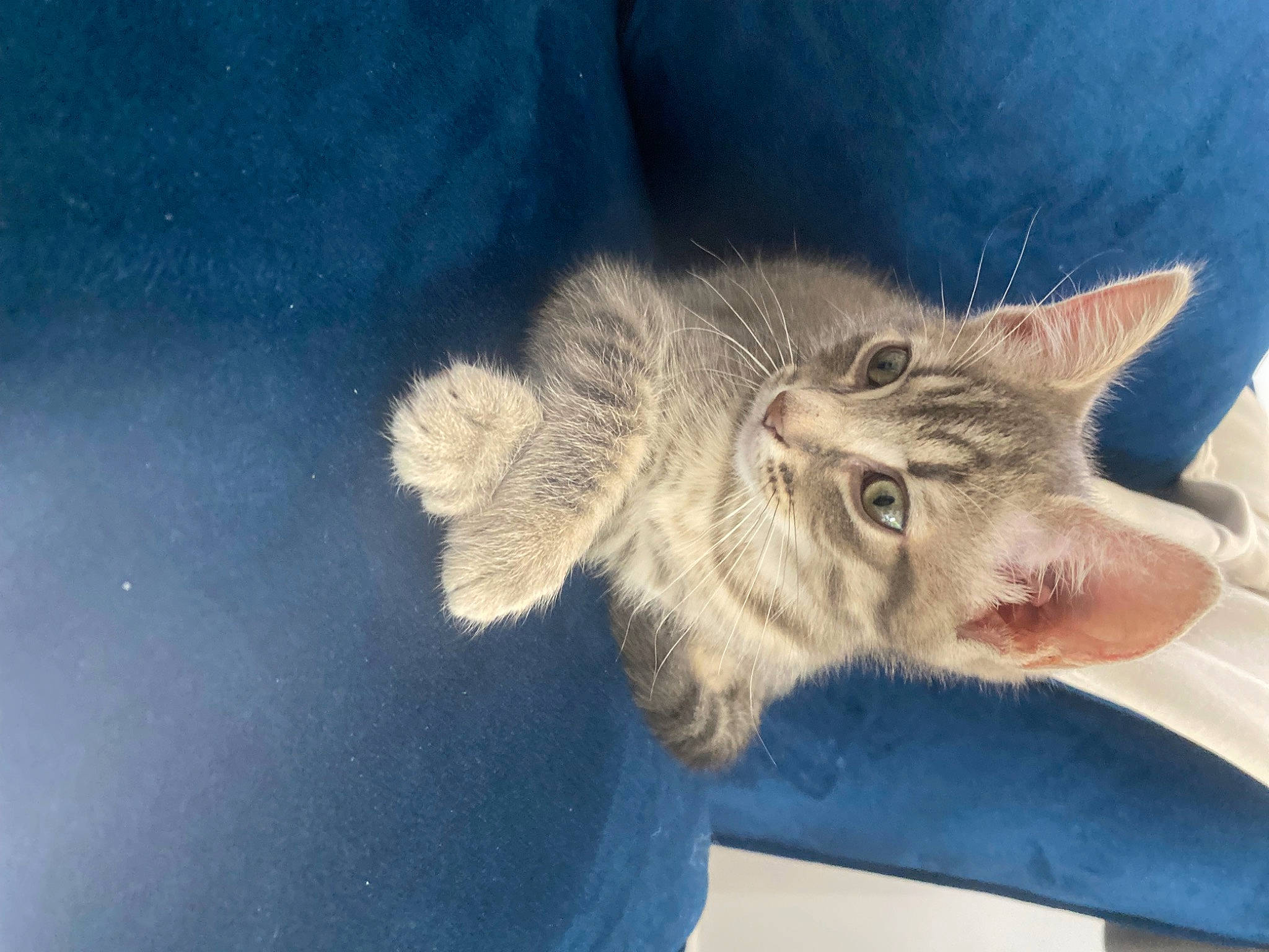 Betty joined the competition — help win amazing prizes! carnivore, cat, claw, comfort, domestic_short_haired_cat, ear, electric_blue, eye, fawn, felidae, fur, gesture, nap, paw, plant, small_to_medium_sized_cats, snout, tail, whiskers