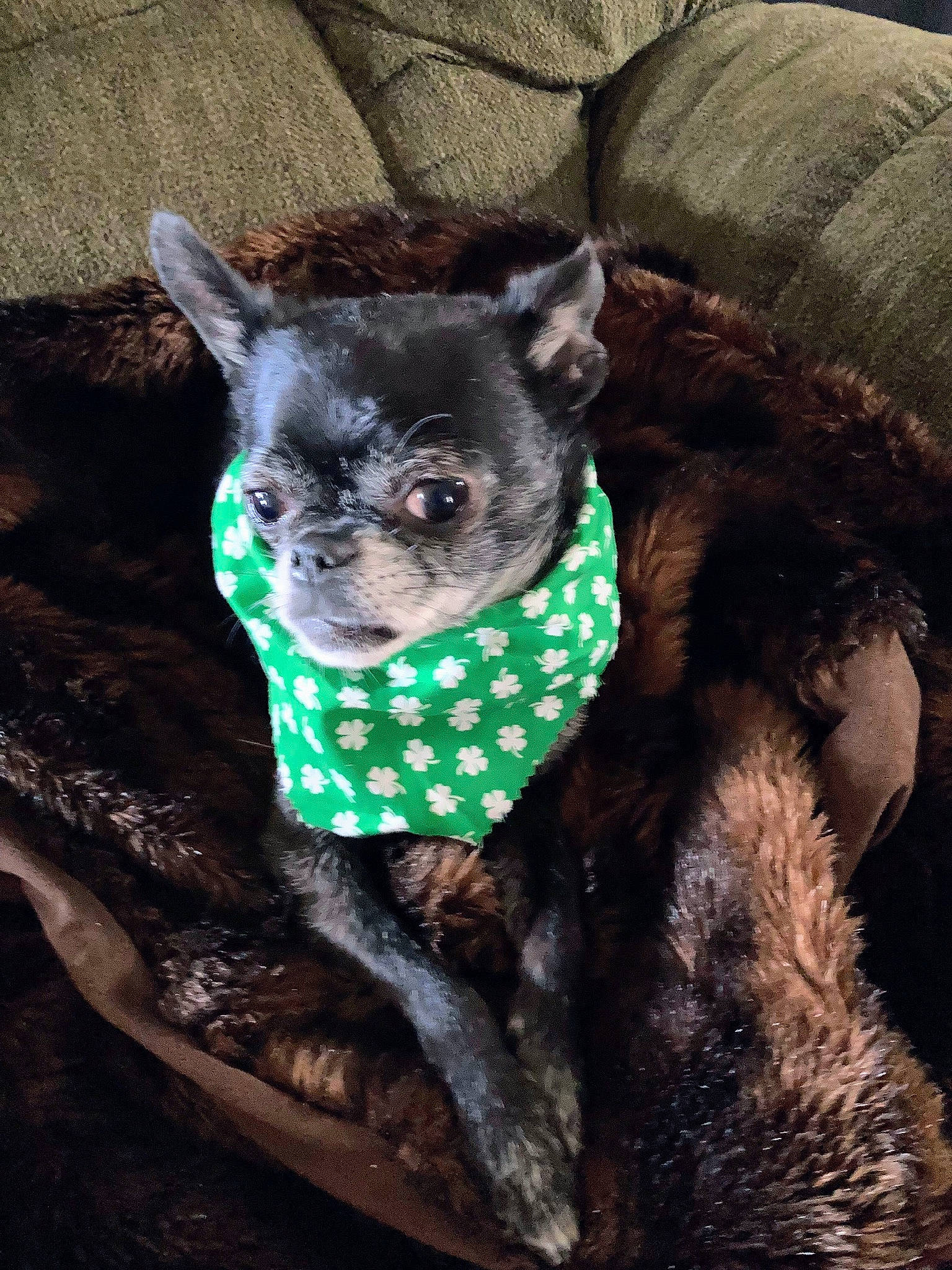 Junior is registered to the contest to win money with this photo: canidae, carnivore, comfort, companion_dog, couch, dog, dog_breed, dog_supply, fashion_accessory, fawn, felidae, fur, grey, snout, sporting_group, tail, terrestrial_animal, toy_dog, whiskers, working_animal