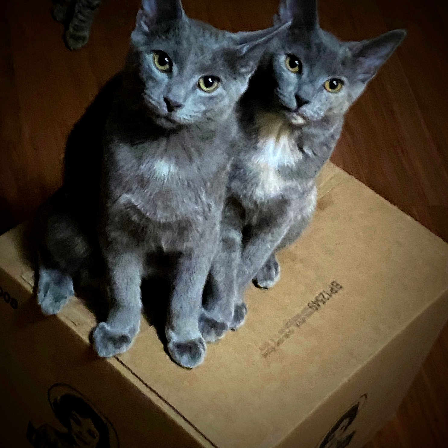 Freddy And Speedy