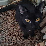 Lil One is registered to the contest to win money with this photo: animal, black_cat, carpet, cat, close_up, curious, domestic, ears, feline, floor, home, indoor, looking_up, mammal, pet, radiator, tail, texture, whiskers, yellow_eyes