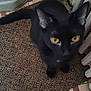 animal, black_cat, carpet, cat, close_up, curious, domestic, ears, feline, floor, home, indoor, looking_up, mammal, pet, radiator, tail, texture, whiskers, yellow_eyes