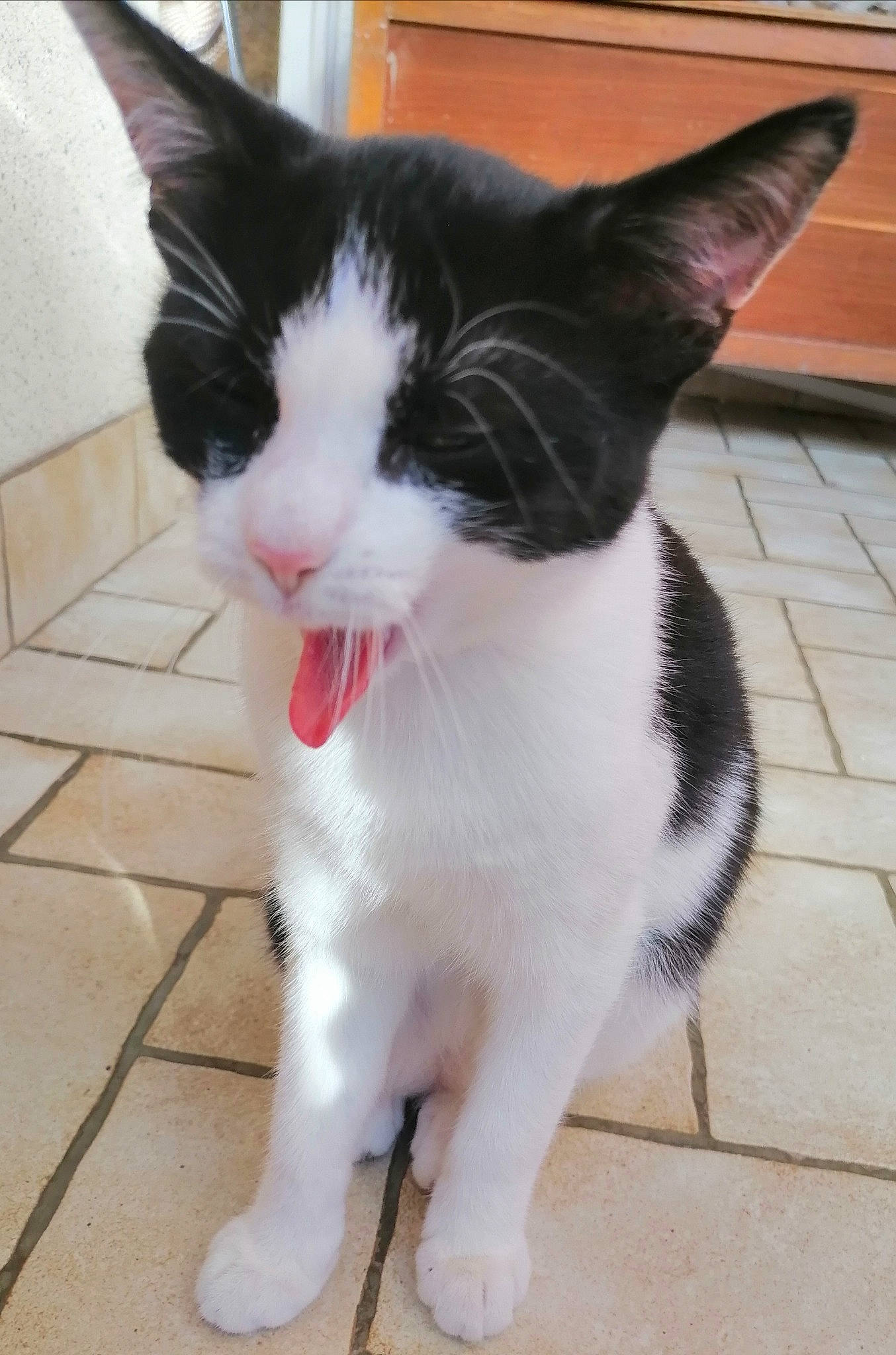 Skitty participe au concours pour gagner de l'argent avec cette photo : carmine, carnivore, cat, claw, domestic_short_haired_cat, felidae, flooring, foot, formal_wear, fur, hardwood, human_leg, paw, small_to_medium_sized_cats, snout, tail, terrestrial_animal, tile_flooring, whiskers