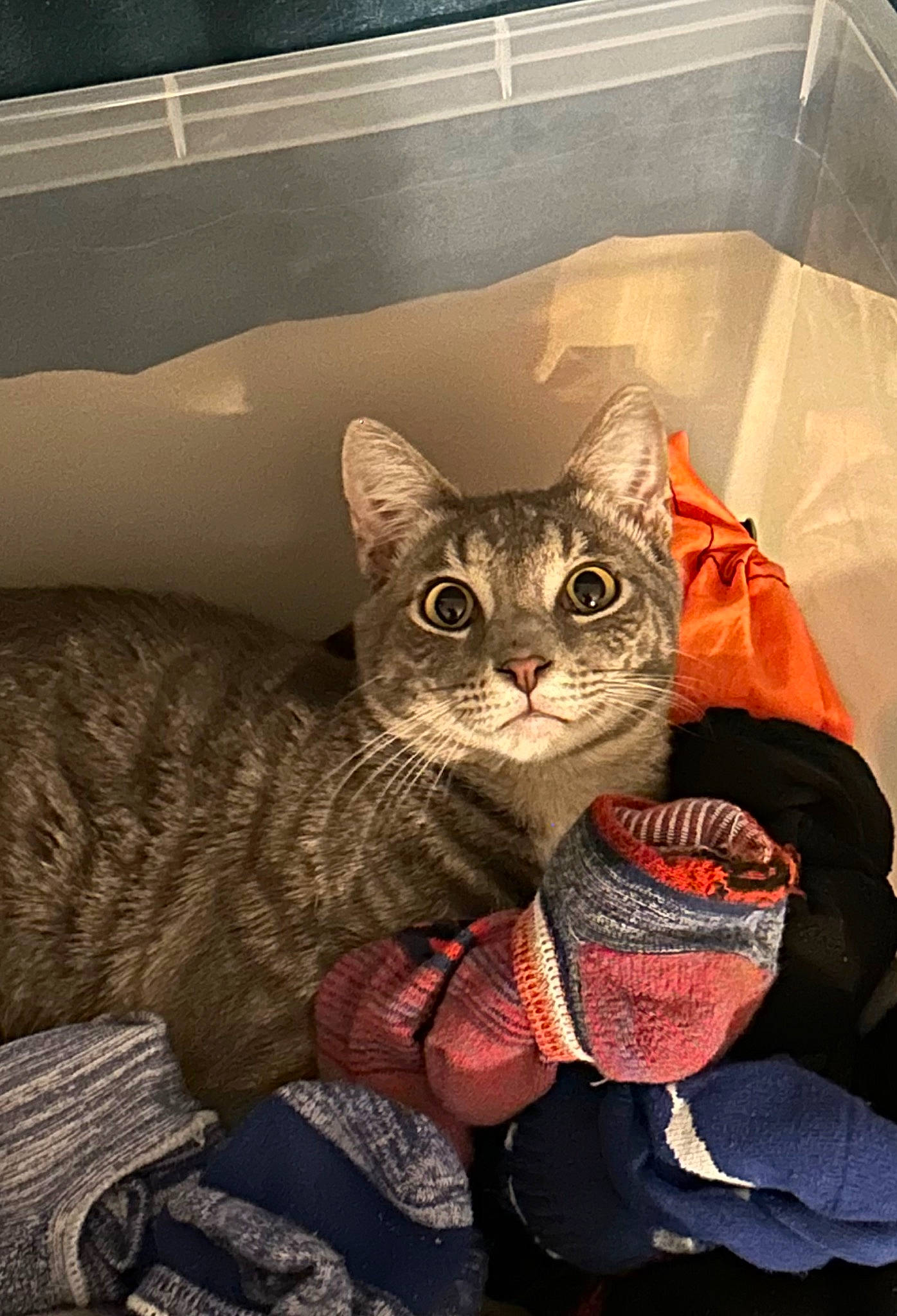 Bobby joined the competition — help win amazing prizes! carnivore, cat, comfort, domestic_short_haired_cat, fashion_accessory, felidae, fur, small_to_medium_sized_cats, snout, terrestrial_animal, visual_arts, whiskers