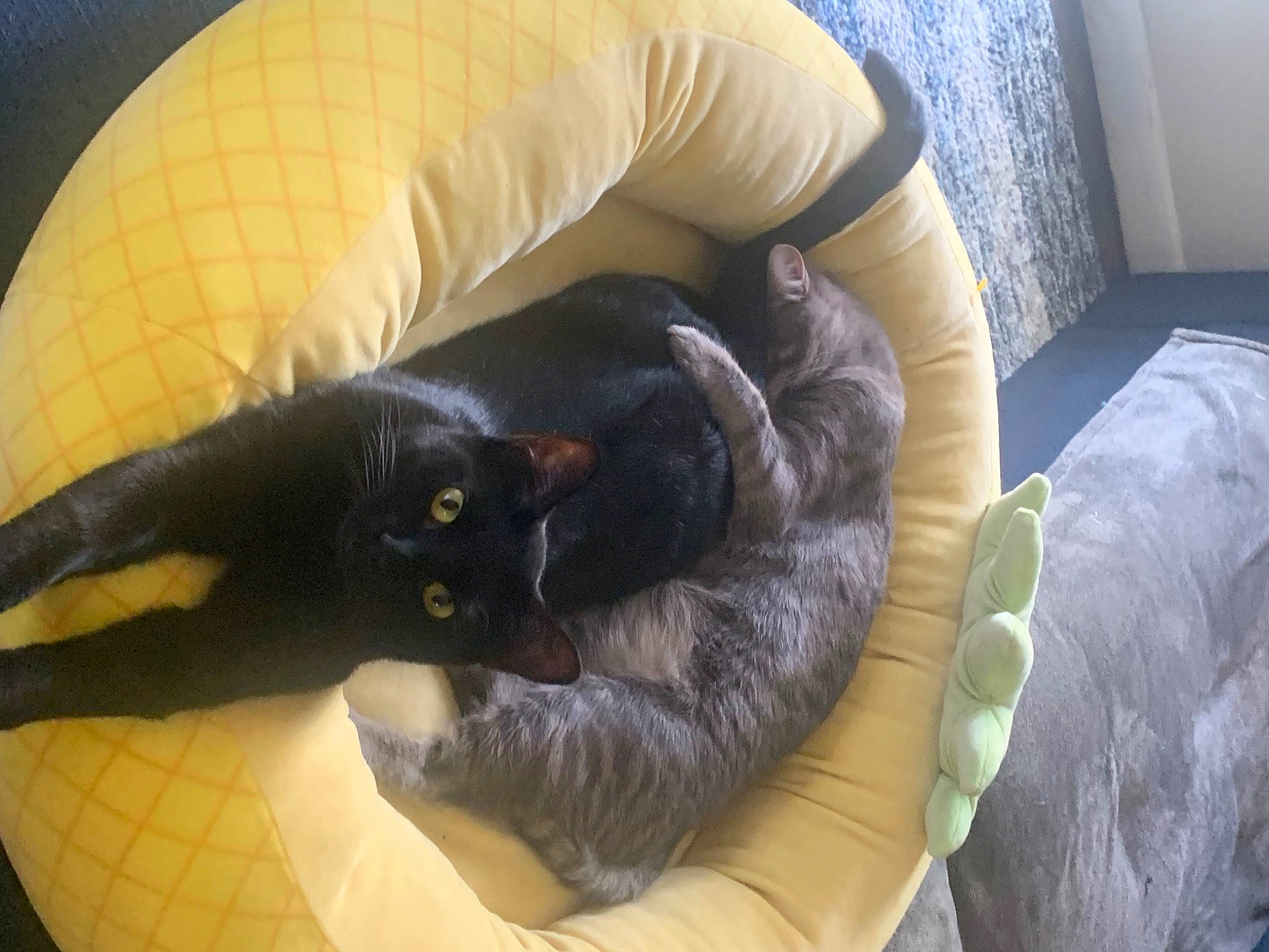 Bobby is registered to the contest to win money with this photo: armrest, black_cat, bombay, carnivore, cat, comfort, couch, dog_breed, felidae, fur, furniture, nap, room, small_to_medium_sized_cats, snout, sporting_group, tail, terrestrial_animal, whiskers, yellow