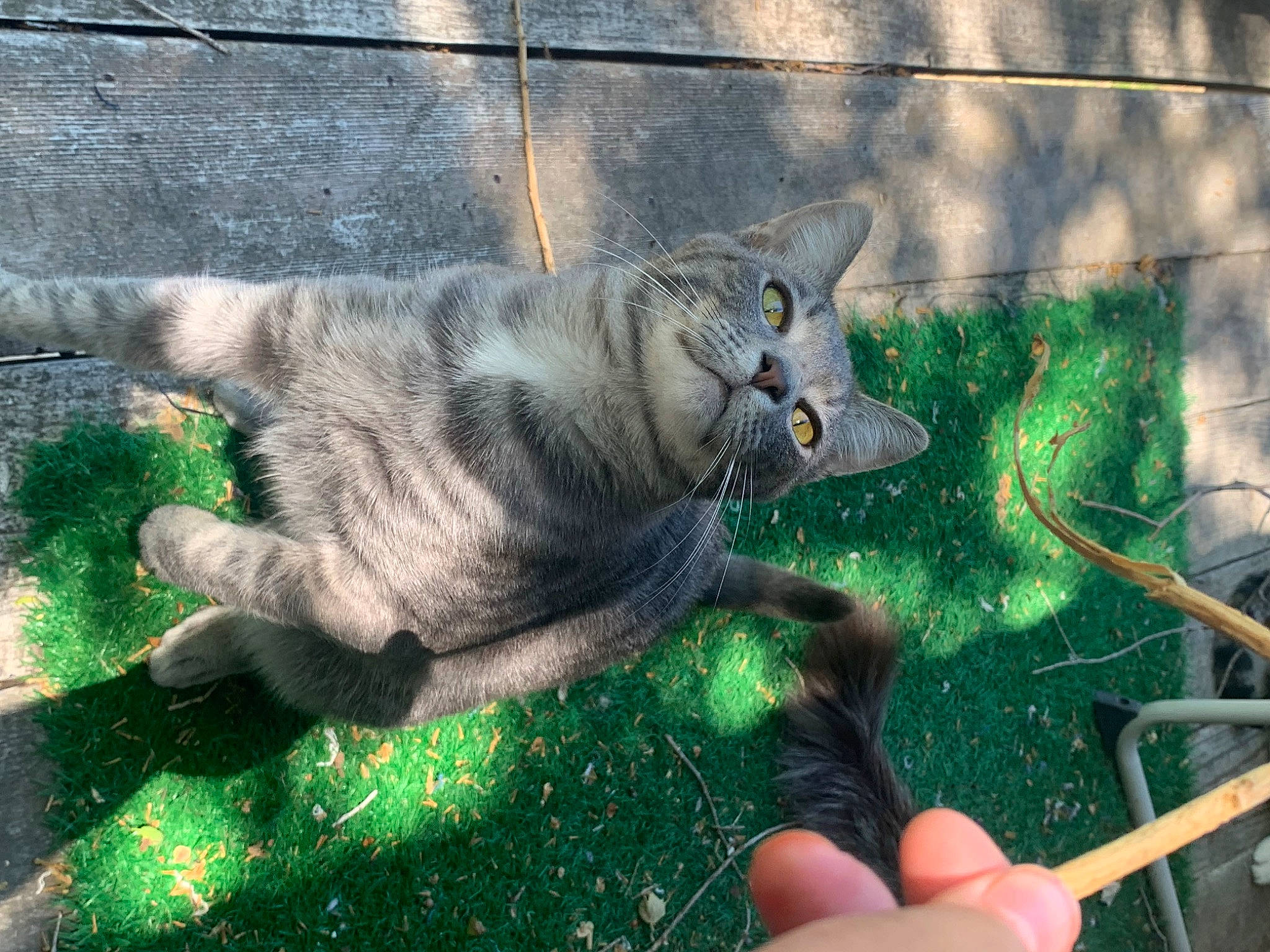 Bobby joined the competition — help win amazing prizes! art, carnivore, cat, domestic_short_haired_cat, fawn, felidae, fur, grass, green, mammal, road_surface, shadow, sidewalk, small_to_medium_sized_cats, snout, tail, terrestrial_animal, vertebrate, whiskers, wildlife