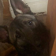 Zen joined the competition — help win amazing prizes! blurry, brown_fur, cabinet, canine, close_up, companion, curiosity, dog, door, ear, eye, floor, grainy, household, indoor, low_light, nose, pet, portrait, whiskers