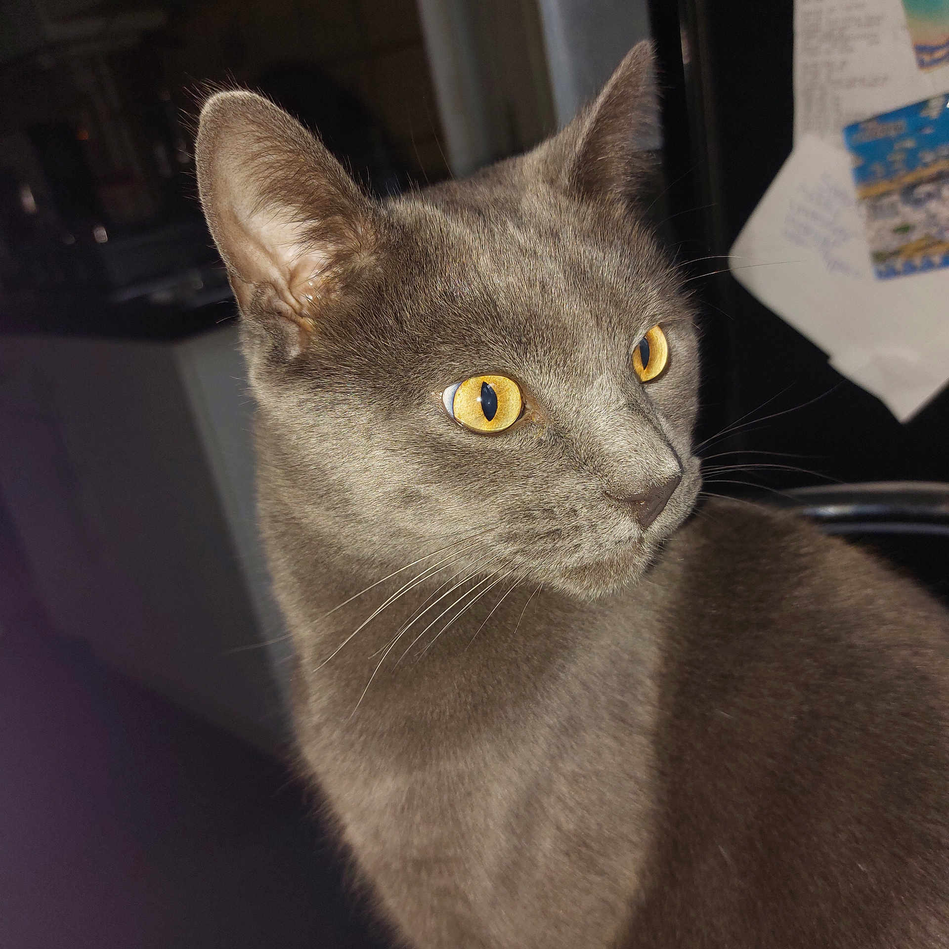 Loki joined the competition — help win amazing prizes! abyssinian, animal, blackcat, cat, kitten, manx, pet