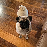 Maya joined the competition — help win amazing prizes! animal, black_face, brown, companion, couch, cream_fur, curious, curled_tail, cute, dog, domestic_animal, flooring, furniture, home, indoor, looking_up, pet, pug, small_dog, wooden_floor