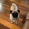 animal, black_face, brown, companion, couch, cream_fur, curious, curled_tail, cute, dog, domestic_animal, flooring, furniture, home, indoor, looking_up, pet, pug, small_dog, wooden_floor