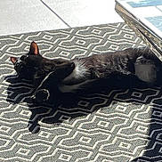 Bandit participe au concours pour gagner de l'argent avec cette photo : black_and_white, black_cat, cat, cozy, domestic_cat, feline, floor, geometric_pattern, glass_table, home, indoor, lying_down, patterned_rug, pet, relaxed, resting, shadow, shadow_play, sunlight, white_fur