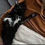 Bandit participe au concours pour gagner de l'argent avec cette photo : animal, black_cat, blanket, brown_jacket, cat, claws, comfort, cozy, cute, fur, indoor, paw, pet, relaxed, resting, sleepy, soft_texture, stretching, whiskers, white_patch