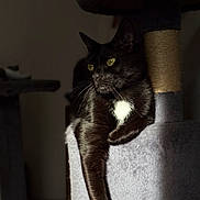 Bandit a rejoint le concours — aidez-le/la à gagner de superbes lots ! cat, black_cat, pet, feline, cat_tree, lounging, relaxed, indoor, long_paw, white_patch, sunlight, shadow, whiskers, fur, animal, domestic_animal, cute, resting, looking_away, soft_texture