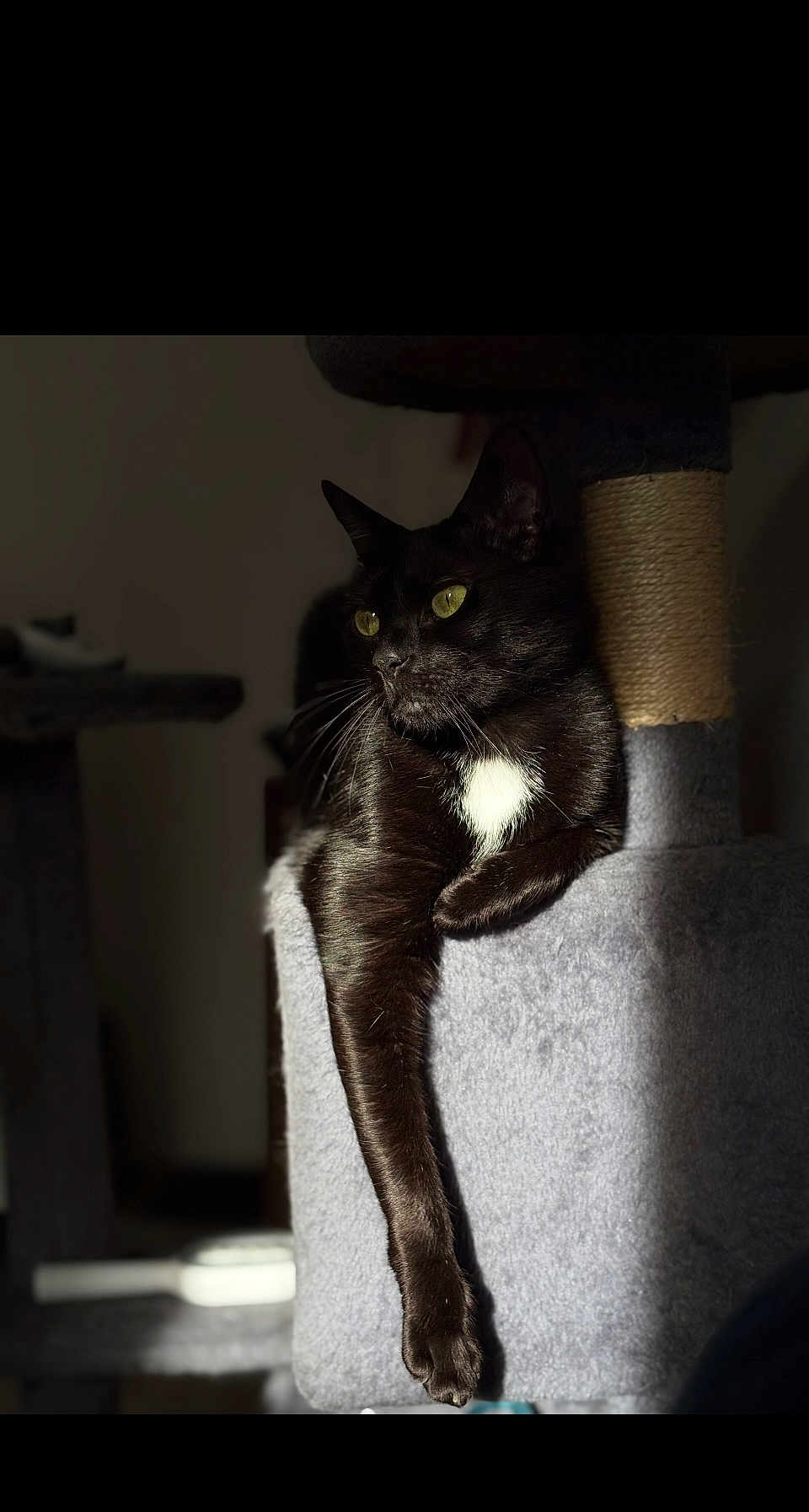 Bandit