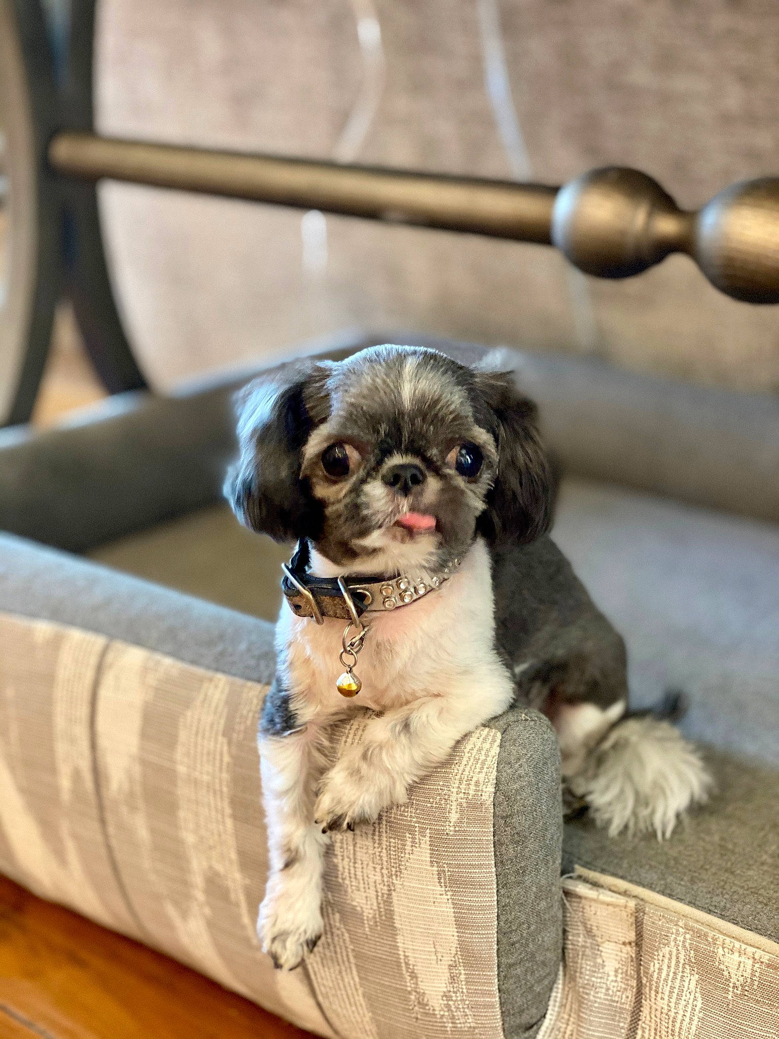 Morty is registered to the contest to win money with this photo: bolonka, canidae, carnivore, chinese_imperial_dog, companion_dog, dog, dog_breed, dog_clothes, fawn, lhasa_apso, liver, mammal, pekapoo, puppy, rare_breed_dog, shih_tzu, snout, sporting_group, tibetan_spaniel, vertebrate