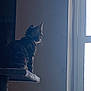 animal, cat, cat_tree, contemplative, cozy, domestic, feline, fur, home, indoor, lighting, peaceful, perched, pet, quiet, resting, side_view, silhouette, whiskers, window