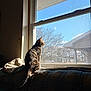 Blue is registered to the contest to win money with this photo: animal, cat, couch, cozy, daylight, feline, home, house, indoor, looking_outside, nature, pet, quiet, resting, shadow, sky, sunlight, tabby_cat, tree, window